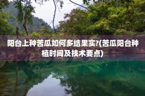 阳台上种苦瓜如何多结果实?(苦瓜阳台种植时间及技术要点)