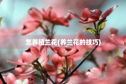 怎养殖兰花(养兰花的技巧)