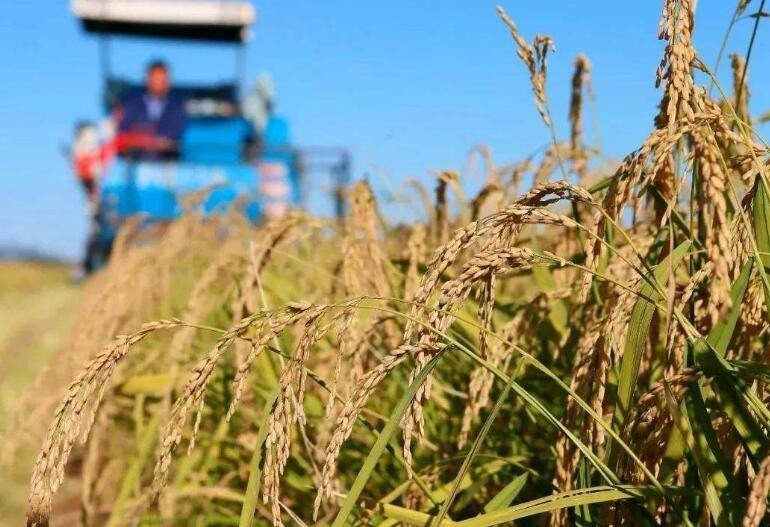 粮食作物与经济作物有什么区别