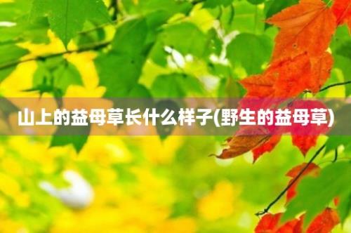 山上的益母草长什么样子(野生的益母草)