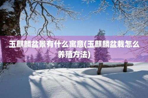 玉麒麟盆景有什么寓意(玉麒麟盆栽怎么养殖方法)