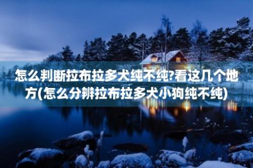 怎么判断拉布拉多犬纯不纯?看这几个地方(怎么分辨拉布拉多犬小狗纯不纯)