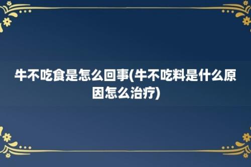 牛不吃食是怎么回事(牛不吃料是什么原因怎么治疗)