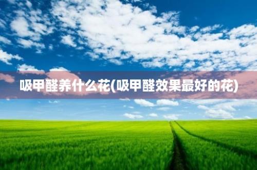 吸甲醛养什么花(吸甲醛效果最好的花)