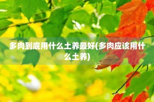 多肉到底用什么土养最好(多肉应该用什么土养)