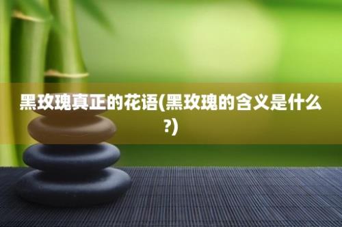 黑玫瑰真正的花语(黑玫瑰的含义是什么?)