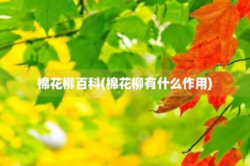 棉花柳百科(棉花柳有什么作用)