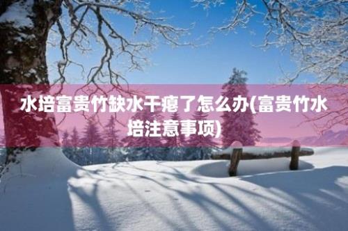 水培富贵竹缺水干瘪了怎么办(富贵竹水培注意事项)