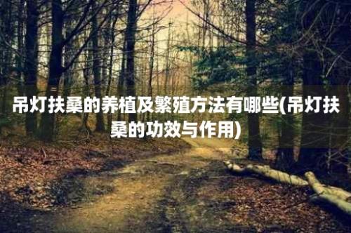 吊灯扶桑的养植及繁殖方法有哪些(吊灯扶桑的功效与作用)