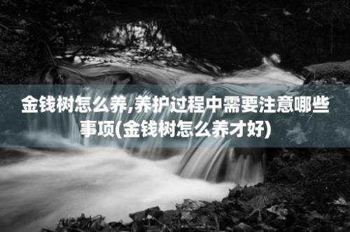 金钱树怎么养,养护过程中需要注意哪些事项(金钱树怎么养才好)