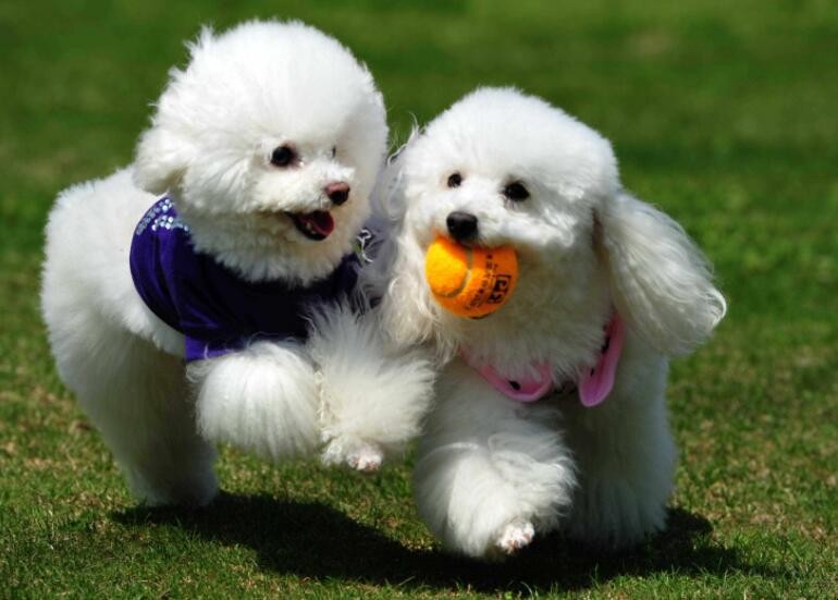 茶杯贵宾犬