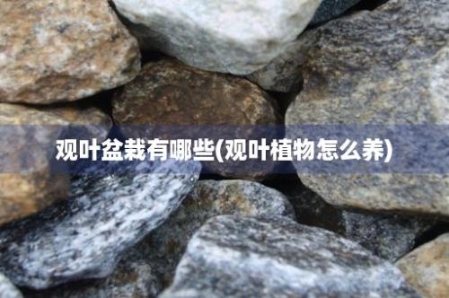 观叶盆栽有哪些(观叶植物怎么养)