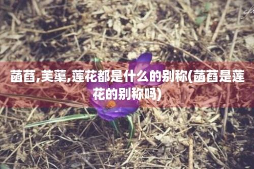 菡萏,芙蕖,莲花都是什么的别称(菡萏是莲花的别称吗)