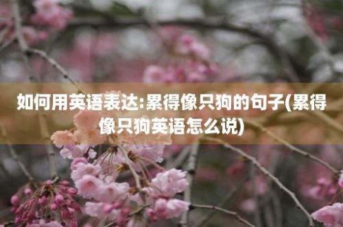 如何用英语表达:累得像只狗的句子(累得像只狗英语怎么说)