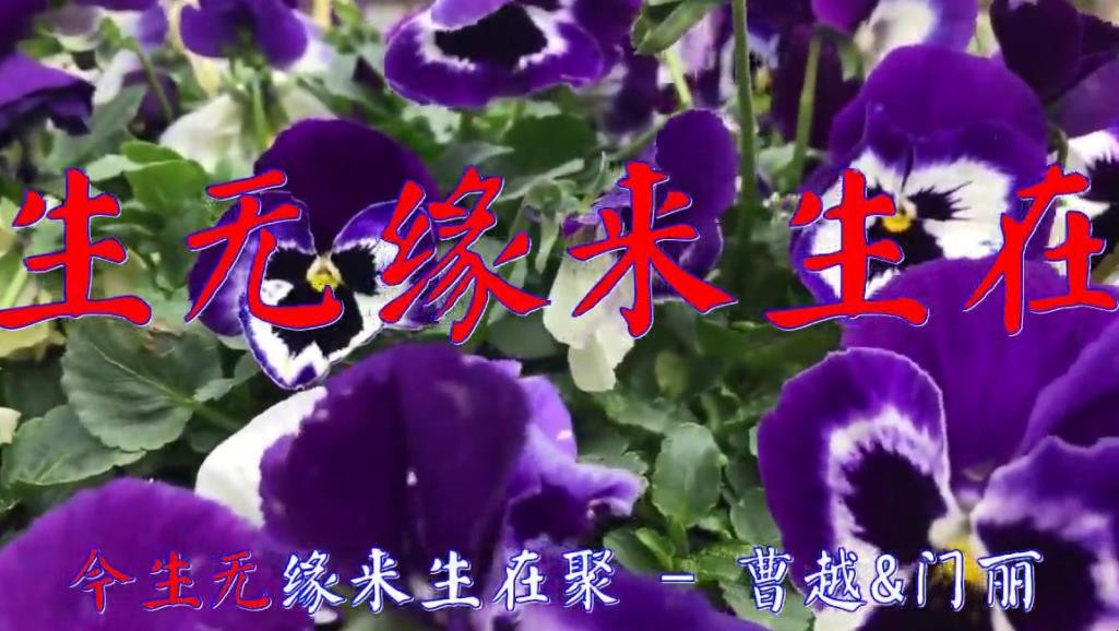 《今生无缘来生再聚》的歌词是什么