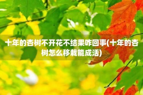 十年的杏树不开花不结果咋回事(十年的杏树怎么移栽能成活)