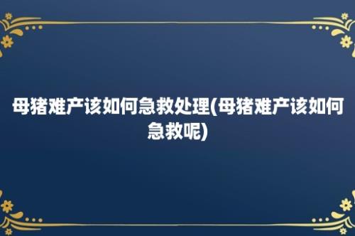 母猪难产该如何急救处理(母猪难产该如何急救呢)