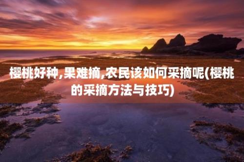 樱桃好种,果难摘,农民该如何采摘呢(樱桃的采摘方法与技巧)