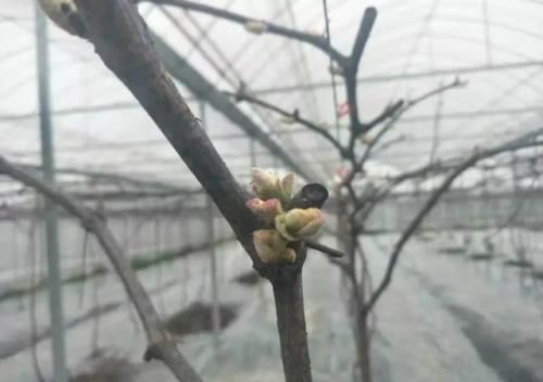 葡萄萌芽整齐需要注意这些细节！萌芽不整齐常见原因在这里