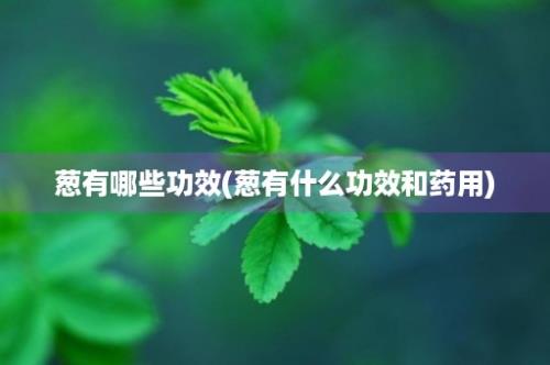 葱有哪些功效(葱有什么功效和药用)