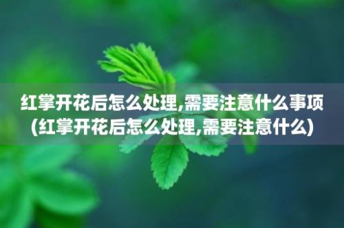 红掌开花后怎么处理,需要注意什么事项(红掌开花后怎么处理,需要注意什么)