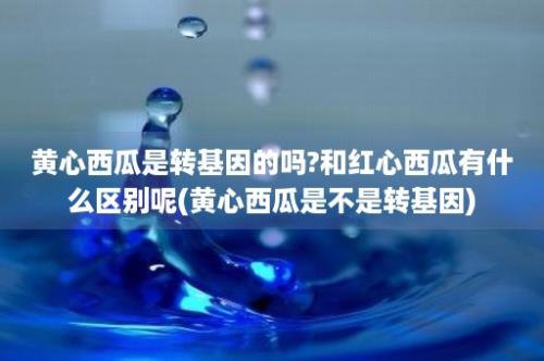 黄心西瓜是转基因的吗?和红心西瓜有什么区别呢(黄心西瓜是不是转基因)