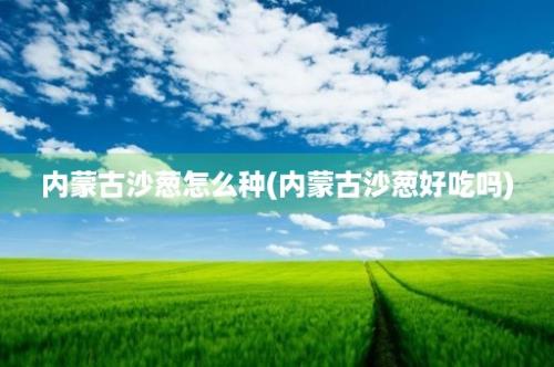 内蒙古沙葱怎么种(内蒙古沙葱好吃吗)