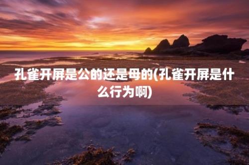 孔雀开屏是公的还是母的(孔雀开屏是什么行为啊)