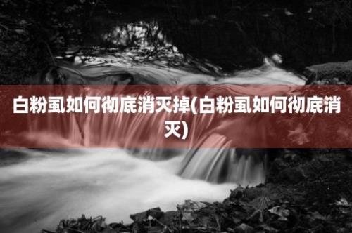 白粉虱如何彻底消灭掉(白粉虱如何彻底消灭)