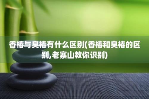 香椿与臭椿有什么区别(香椿和臭椿的区别,老寨山教你识别)