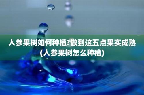 人参果树如何种植?做到这五点果实成熟(人参果树怎么种植)