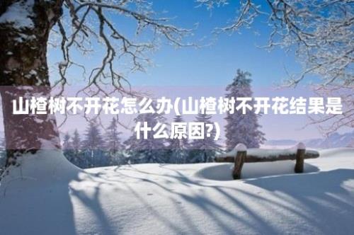 山楂树不开花怎么办(山楂树不开花结果是什么原因?)