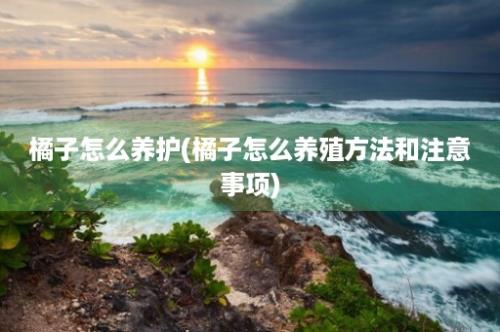 橘子怎么养护(橘子怎么养殖方法和注意事项)