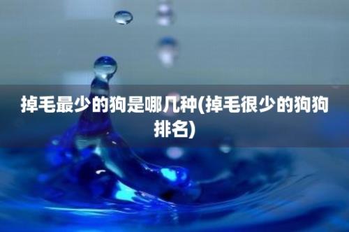 掉毛最少的狗是哪几种(掉毛很少的狗狗排名)