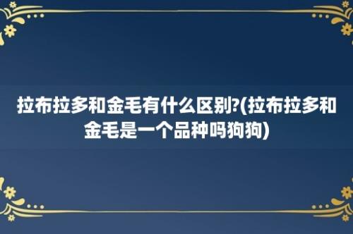 拉布拉多和金毛有什么区别?(拉布拉多和金毛是一个品种吗狗狗)