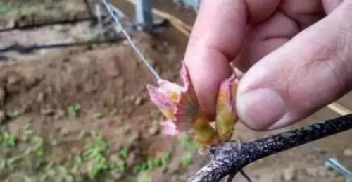 葡萄春季抹芽定梢很重要，到底要留哪些芽，有哪些注意事项？