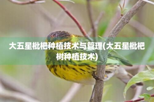 大五星枇杷种植技术与管理(大五星枇杷树种植技术)