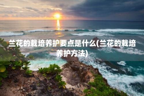 兰花的栽培养护要点是什么(兰花的栽培养护方法)