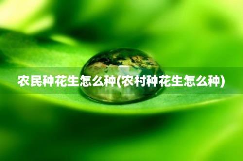 农民种花生怎么种(农村种花生怎么种)