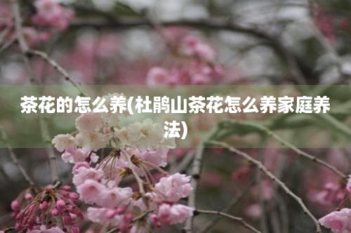 茶花的怎么养(杜鹃山茶花怎么养家庭养法)