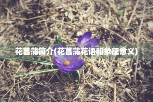 花菖蒲简介(花菖蒲花语和象征意义)