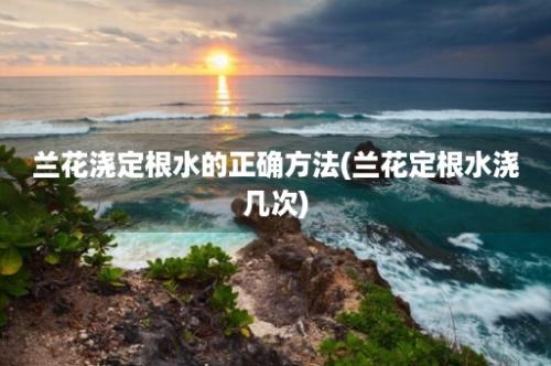 兰花浇定根水的正确方法(兰花定根水浇几次)