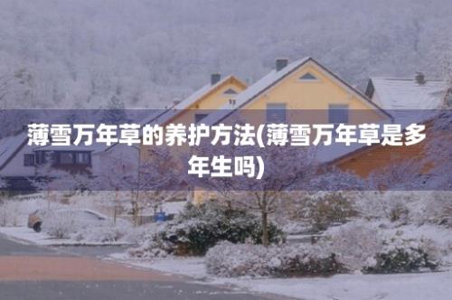 薄雪万年草的养护方法(薄雪万年草是多年生吗)