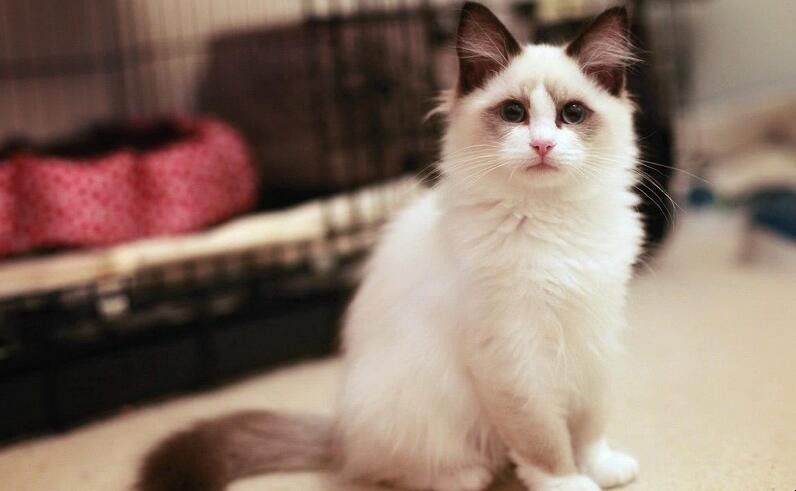 布偶猫