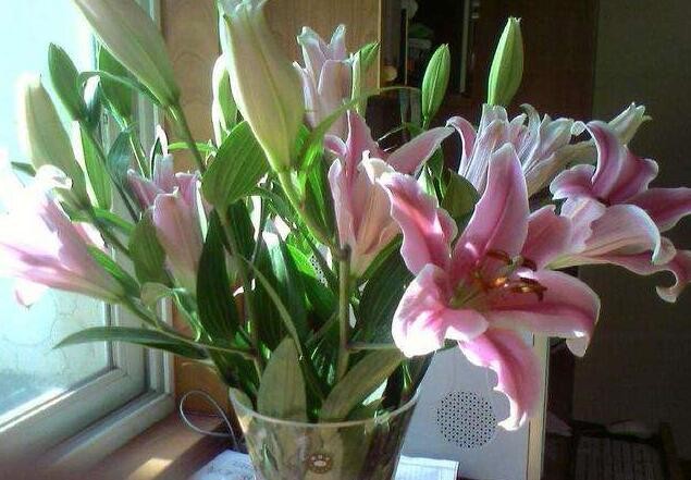 百合花
