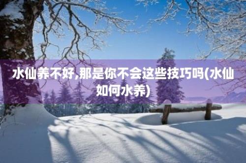 水仙养不好,那是你不会这些技巧吗(水仙如何水养)