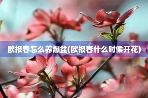 欧报春怎么养爆盆(欧报春什么时候开花)