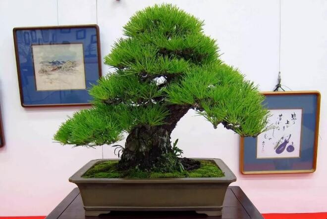 翠柏