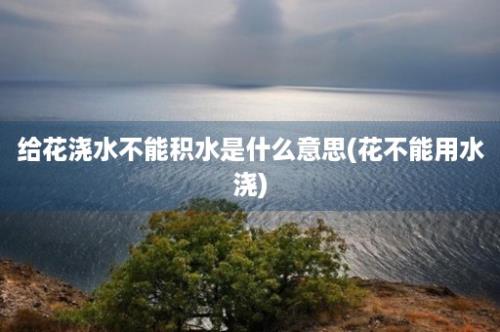 给花浇水不能积水是什么意思(花不能用水浇)