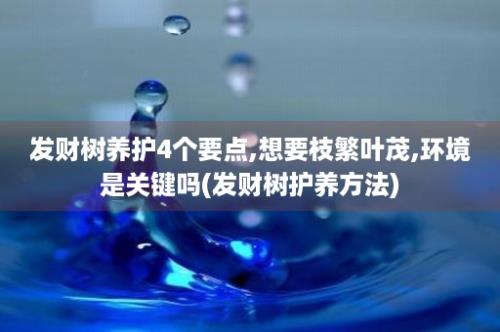 发财树养护4个要点,想要枝繁叶茂,环境是关键吗(发财树护养方法)